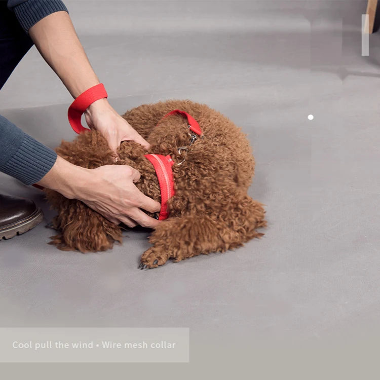 USB Rechargeable LED Dog Collar