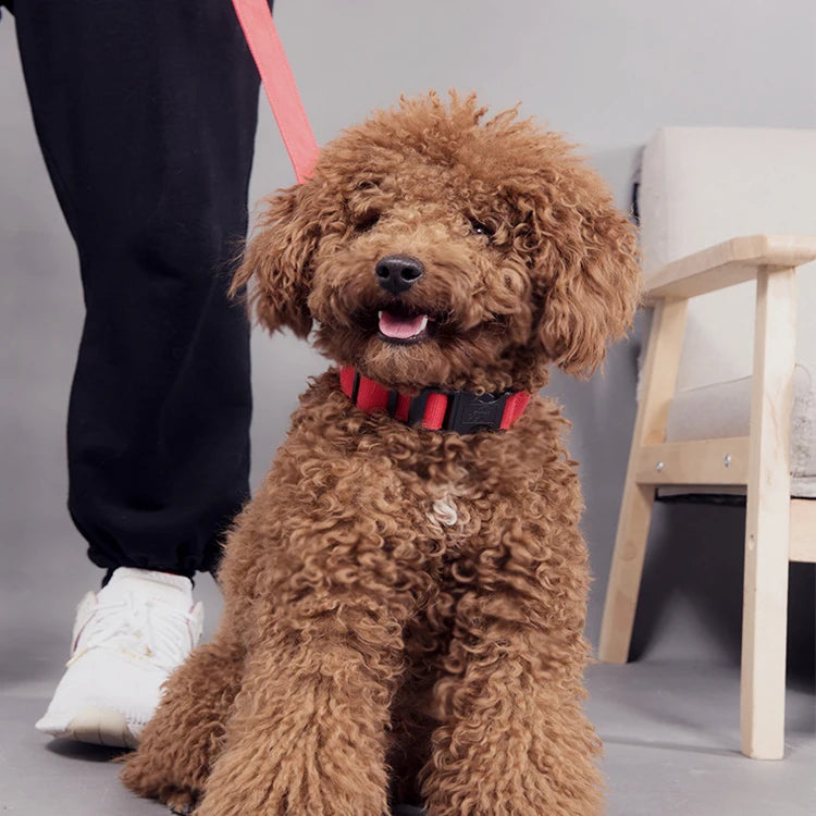 USB Rechargeable LED Dog Collar